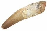 Huge, Fossil Spinosaurus Tooth - Real Dinosaur Tooth #214318-1